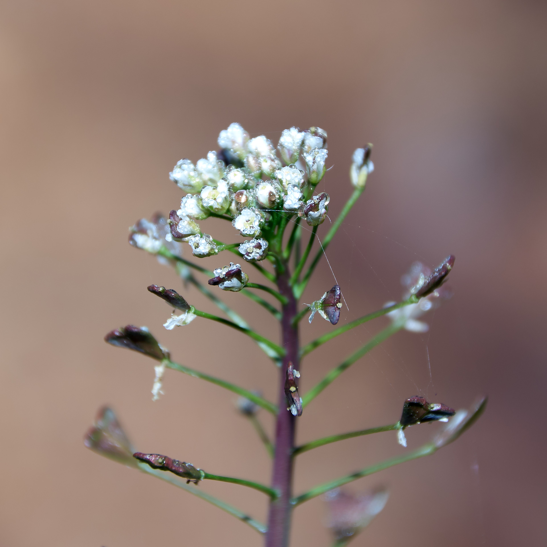 Flora