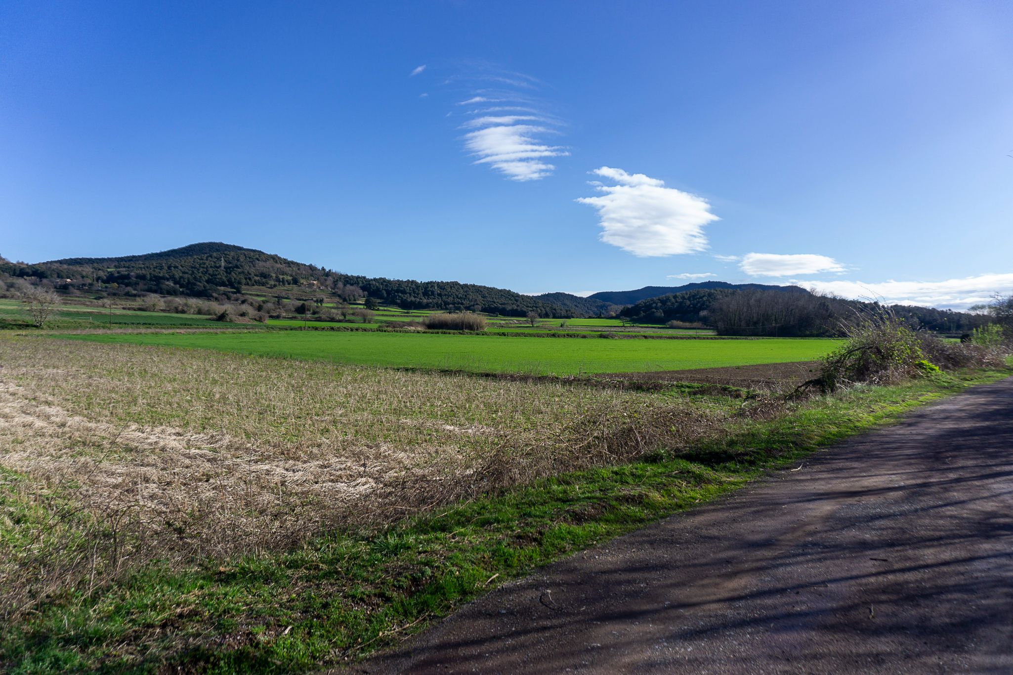 Olot