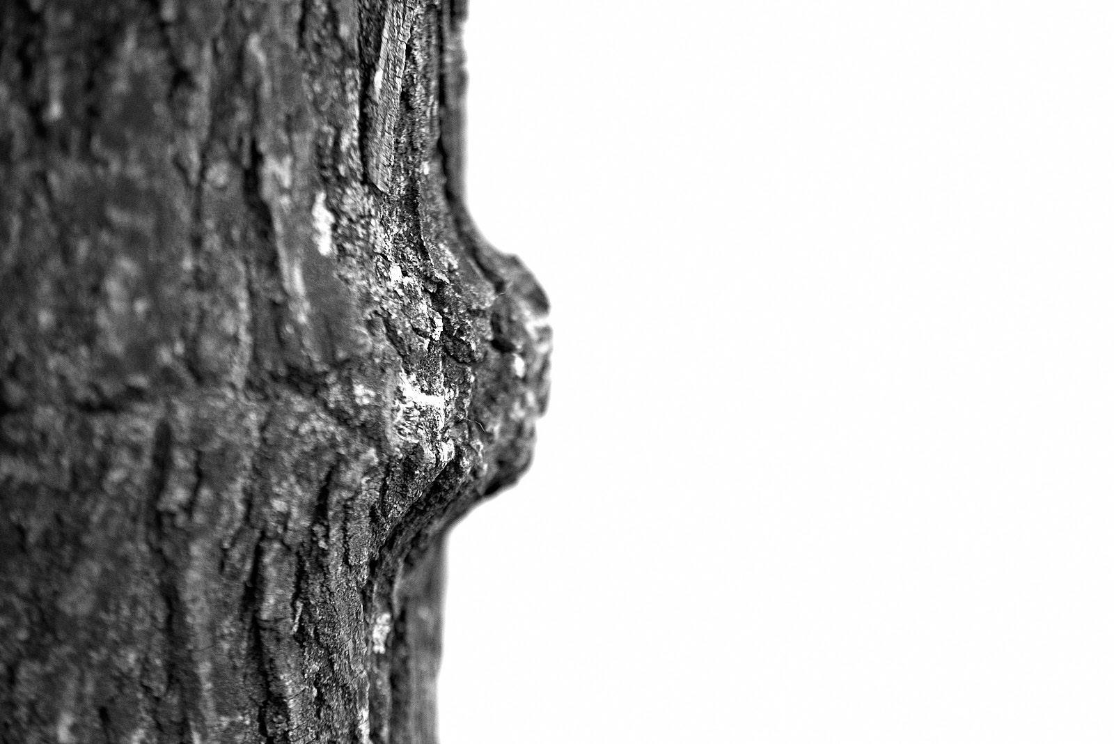 Macro  IMG8117 20 02 09J