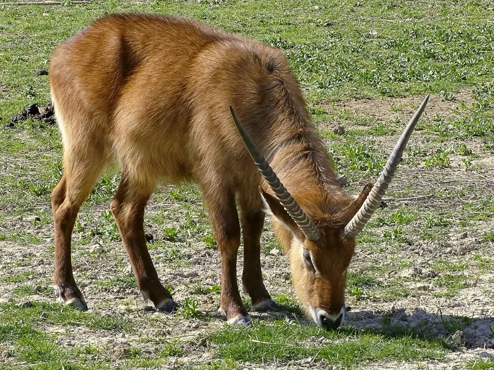 16